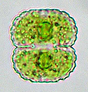 Cosmarium subcostatulum